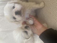 3 aylık pekinez yavru