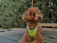 TOY POODLE 1 YAŞINDA