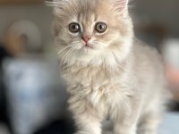 A kalite ayı surat gold british shorthair yavrular