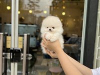 Enerji Deposu Pomeranian