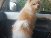 Pomeranian boo köpeğimiz full eğitimli