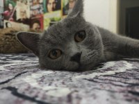 British shorthair uysal kedimiz