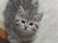 Şeker british longhair kızım yeni yuvasını arıyor