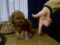 Çin Poodle 650 gr Red Brown