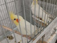 Daha önceden yavru alındı iki takım sultan papağanı