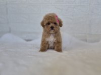 MALTİPOO YAVRULARIMIZ 