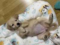 2.5 Aylık Dişi Golden Retriever Yavru