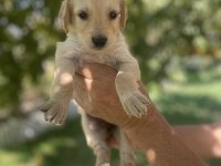 Safkan golden retriever yavrularımız