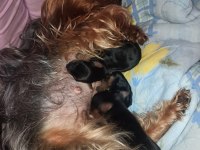 Yorkshire terrier 32 günlük