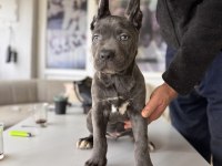 Antik miras Cane Corso yavrusu