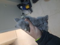 Orijinal Irk Hollanda Teddy Lop Tavşanları
