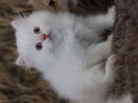 British longhair erkek yavruları
