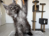 Maine Coon Ns Erkek Black Smoke
