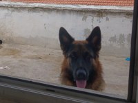 Ücretsiz Ankara içi sahiplenilecek alman çoban köpeği