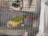 Dişi Konur Papağanı Genç Yabani Yuvalıkla İlgili