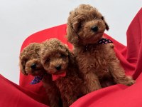 Toy poodle bebeklerim