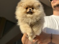 orjinal erkek ve dişi pomeranian boo