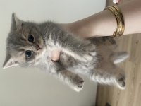Yavru british shorthair
