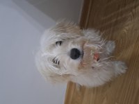 6 aylık erkek maltipoo teacup