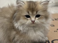 British Longhair Erkek Yavru