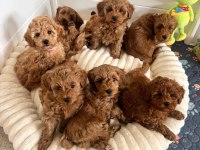Aşılı Mikro Çipli Pasaportlu Maltipoo Yavrularımız