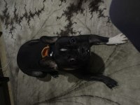French bulldog 21.06.2022 doğumlu