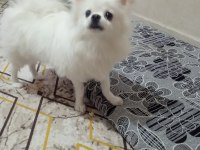 SAHİPLENDİRİLECEK CİNS POMERANİAN KÖPEĞİMİZ