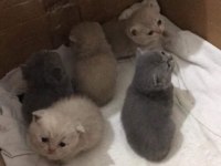 Dişi ve erkek 22 günlük british shorthair