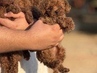 AŞILI ÇİŞ EĞİTİMLİ TOY POODLE BEBEKLER 