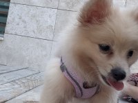 3.5 aylık dişi oyuncu ve zeki pomerian boo