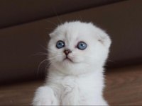 Scottish fold 55 günlük mavi göz