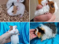 Çok tatlı Ginepig Kobay Yavrular Adana