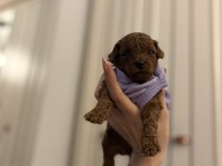 ORJİNAL RED BROWN POODLE YAVRULAR