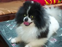 Pomeranian Boo