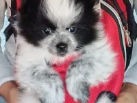 POMERANİAN BOO YEDİ AYLIK DİŞİ KARNESİ VAR