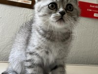 Scottish fold