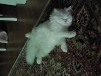 Güzel british longhair oğlumuza yuva