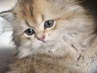 Safkan Anne Ve Babadan British Golden Longhair Erkek