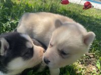 Mavi Gözlü Husky Yavruları