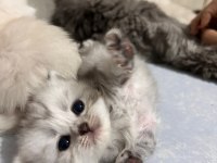 İyi yürekli sahiplerini bekliyor melek kediler