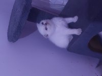 KALITE BIZDE GÜVEN BİZDE SHOWROOM CİNS KEDİLER