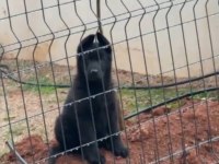 Alman çoban köpeği