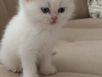 British shorthair beyaz golden point