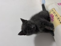 Yuvaya gitmeye hazır dişi british shorthair
