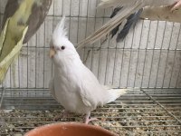 ALBİNO DİŞİ SULTAN PAPAĞANI