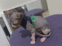 Sphynx Home 2 Aylık Kedimiz