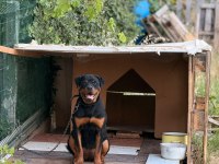 Irkının En İyisi 6 Aylık Dişi Rottweiler
