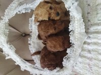 Toy poodle bebekler