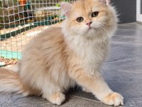 British Longhair Golden Yavrular