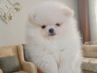 Pomeranian boo erkek yavru